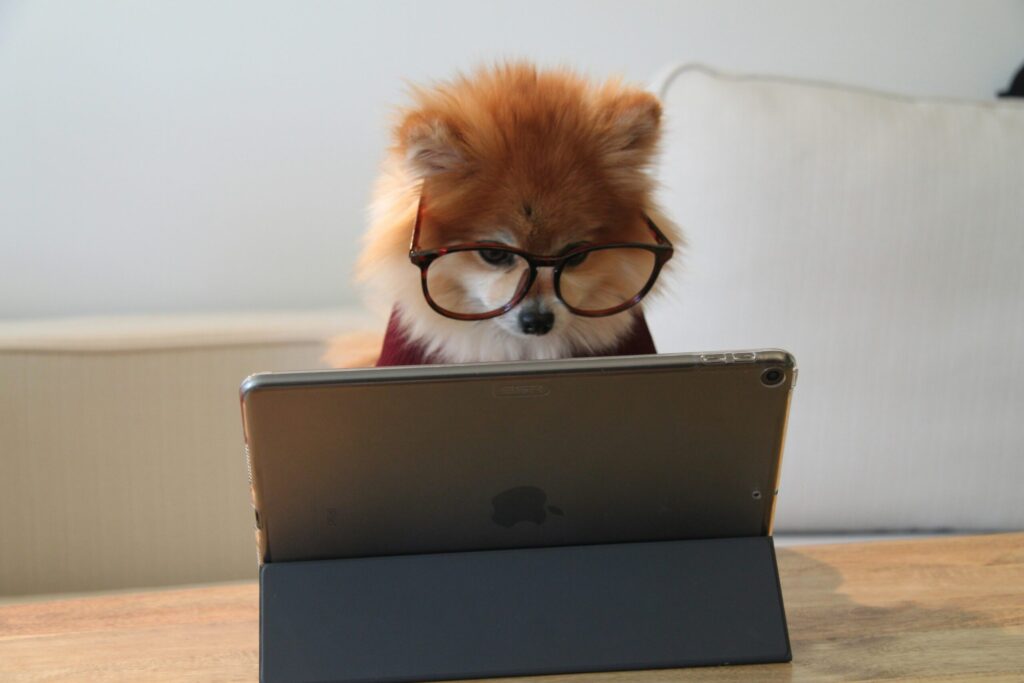 Silmälasipäinen pomeranian-koira tabletin ääressä
